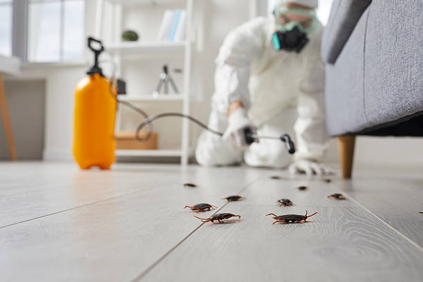 Trusted Rodent Control service in Council Bluffs, IA - Nex Pest Control